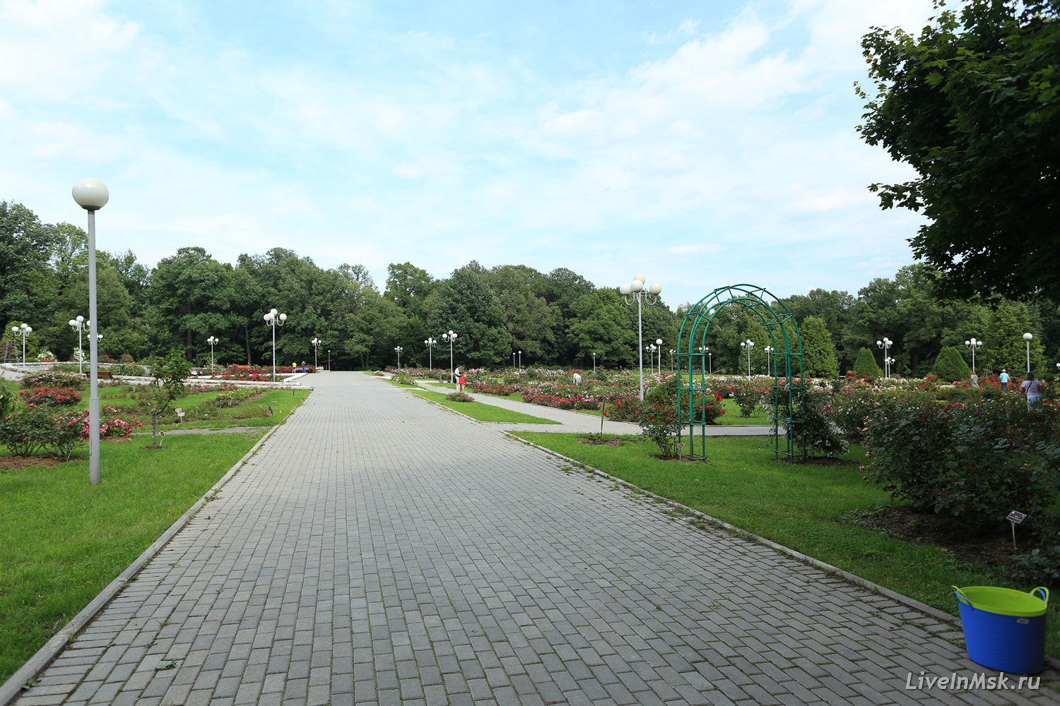 Розарий главного ботанического сада, фото 2014 года