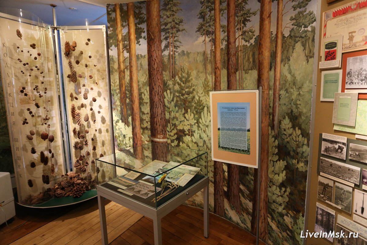 Музей леса, фото 2019 года