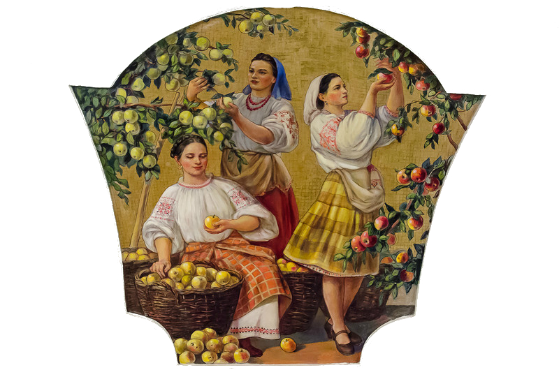 Киевская(радиальная):Сбор яблок