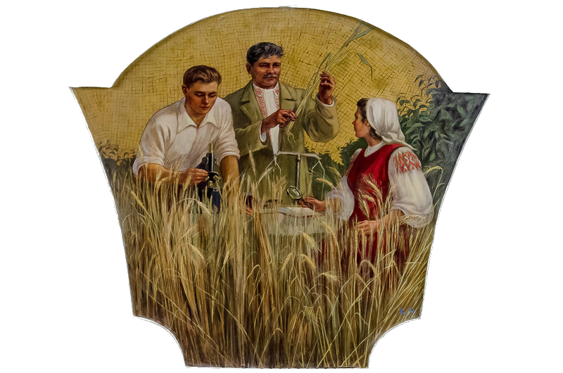 Киевская(радиальная):Селекционеры зерна