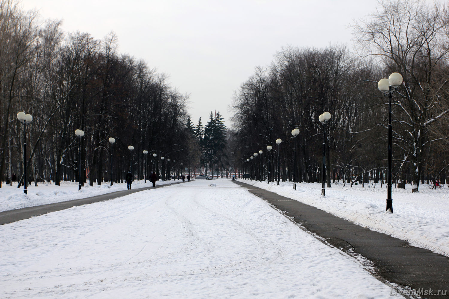 Липовая аллея в Петровском парке