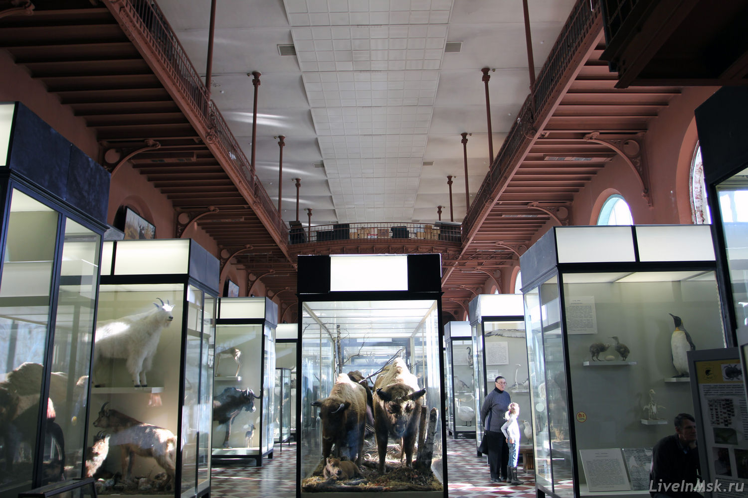 Верхний зал зоологического музея